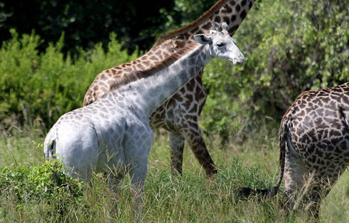 Picture 1 of Rare white giraffes in nature