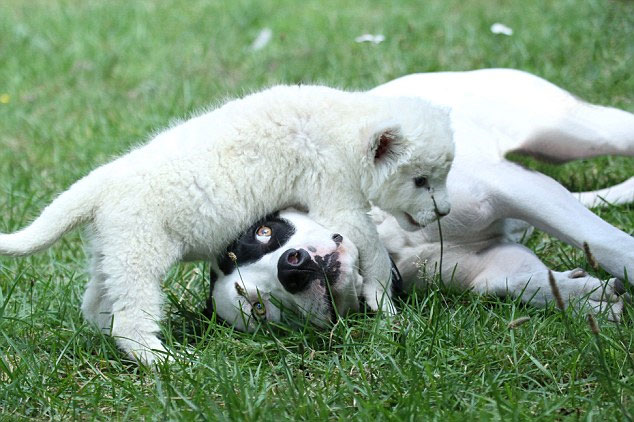 Picture 1 of Rare white lions receive dogs as fathers