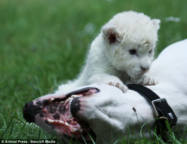 Picture 2 of Rare white lions receive dogs as fathers