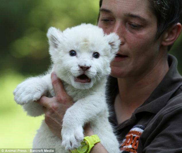 Picture 3 of Rare white lions receive dogs as fathers