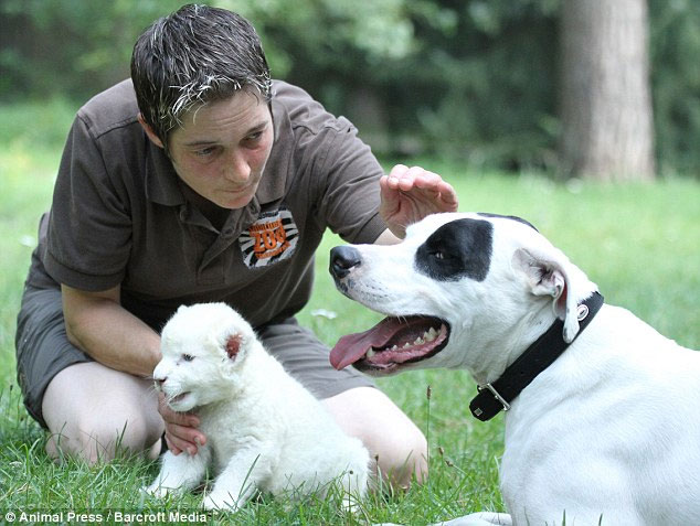 Picture 4 of Rare white lions receive dogs as fathers