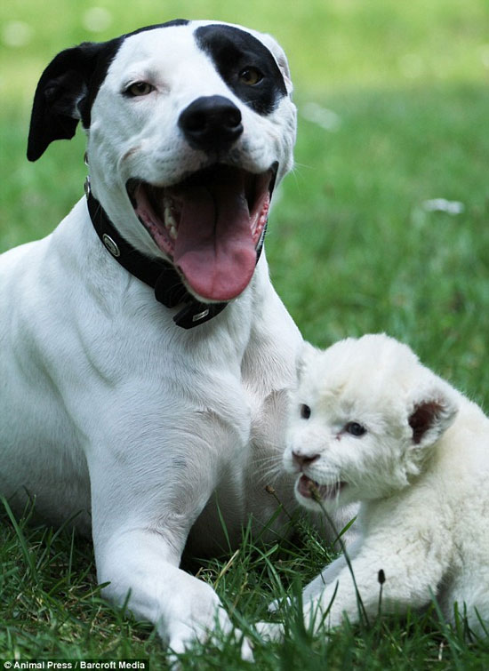 Picture 5 of Rare white lions receive dogs as fathers