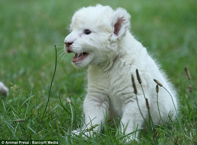 Picture 6 of Rare white lions receive dogs as fathers