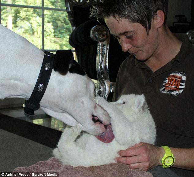 Picture 7 of Rare white lions receive dogs as fathers