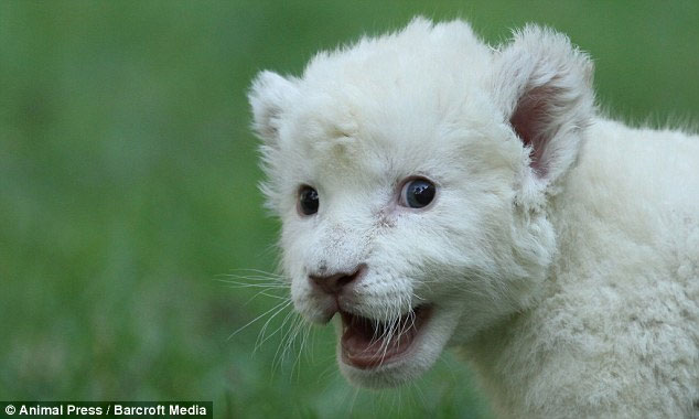 Picture 8 of Rare white lions receive dogs as fathers