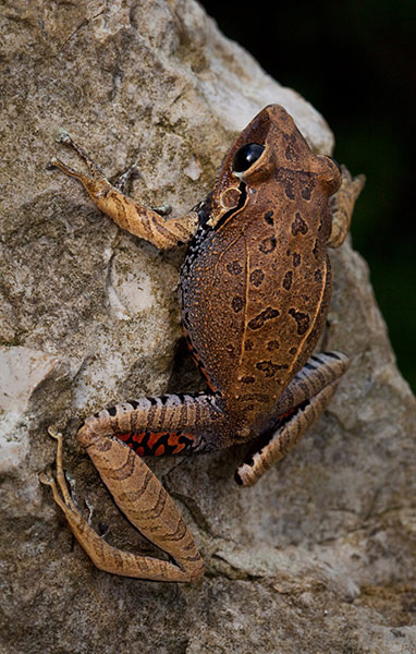 Picture 4 of Re found 6 frogs' rare species