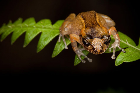 Picture 5 of Re found 6 frogs' rare species