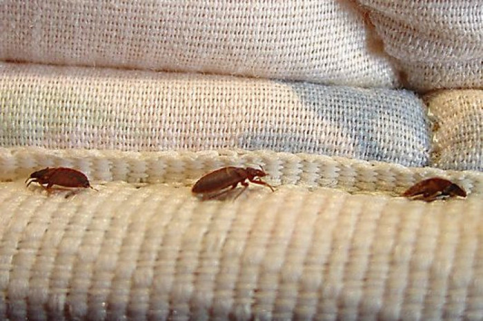 Picture 2 of Read this article, you will give up the habit of using red and black bed sheets