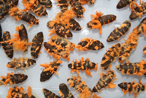 Picture 1 of Ready to transfer the technology of Cordyceps fungus