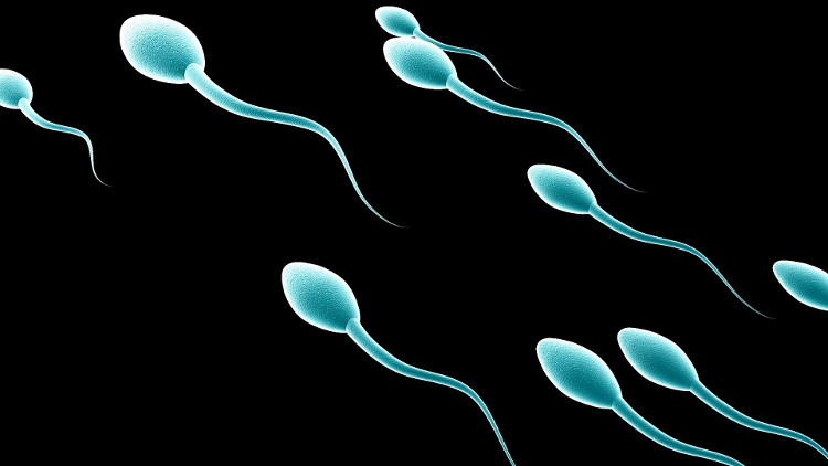 Picture 2 of Real damage effects of sperm cancer
