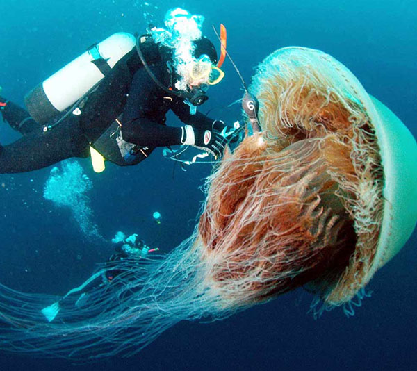 Real damage of the jellyfish threat