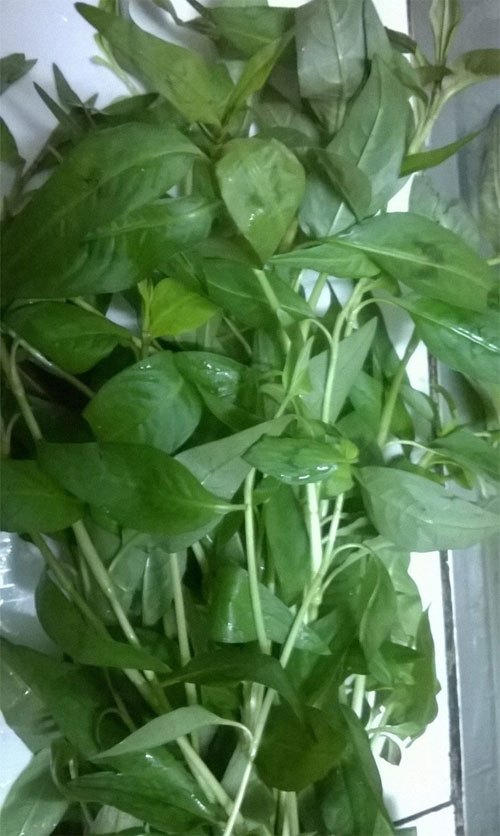 Picture 1 of Real damage to laksa leaves reduce the desire of gentlemen