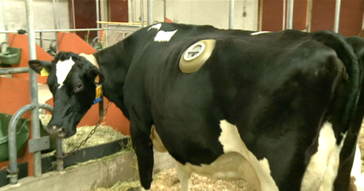 Picture 5 of Real damage to the big holes are carved on the belly of the cow is causing anger