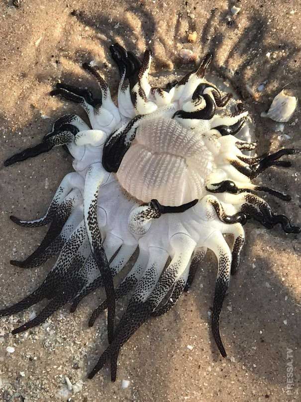 Picture 10 of Real images in nature can startle you with fear