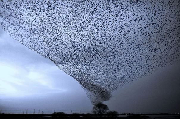 Picture 11 of Real images in nature can startle you with fear