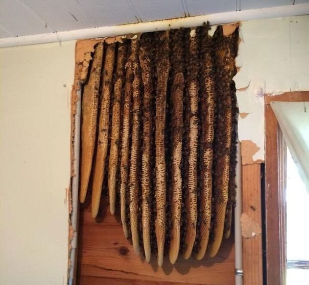 Picture 12 of Real images in nature can startle you with fear