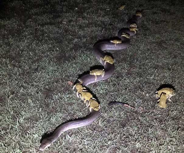 Picture 13 of Real images in nature can startle you with fear