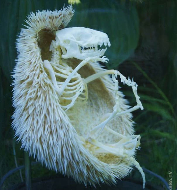 Picture 15 of Real images in nature can startle you with fear