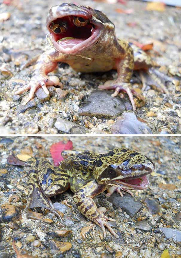 Picture 16 of Real images in nature can startle you with fear