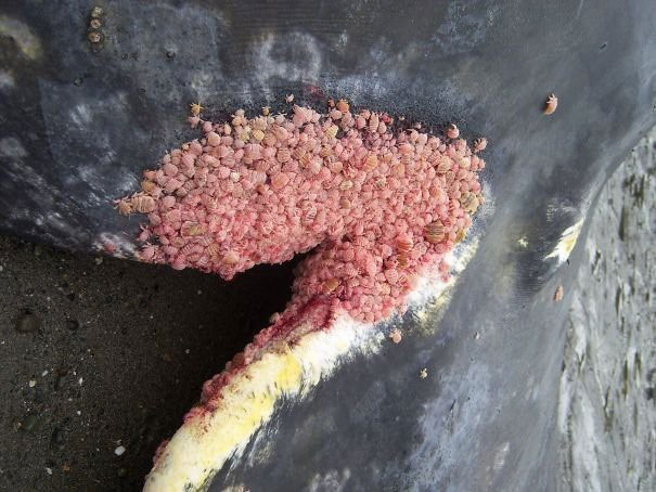 Picture 17 of Real images in nature can startle you with fear