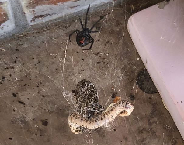 Picture 18 of Real images in nature can startle you with fear