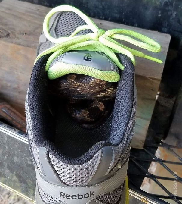 Picture 20 of Real images in nature can startle you with fear