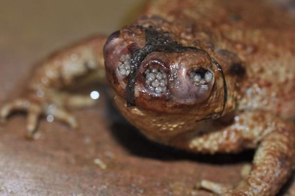 Picture 21 of Real images in nature can startle you with fear