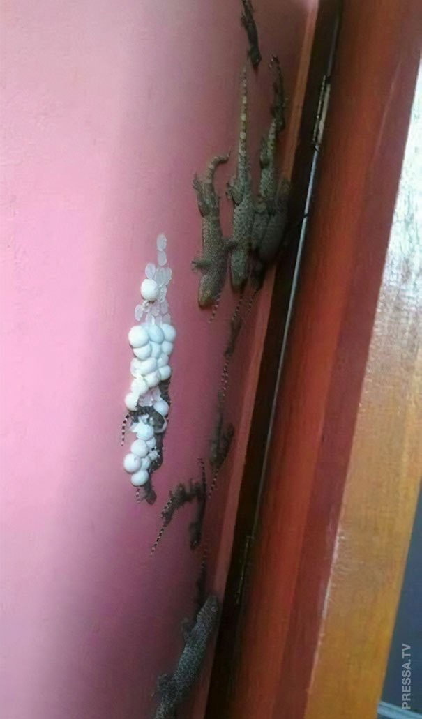 Picture 23 of Real images in nature can startle you with fear