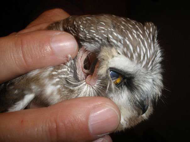 Picture 8 of Real images in nature can startle you with fear
