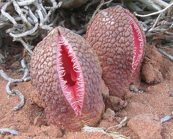 Picture 9 of Real images in nature can startle you with fear