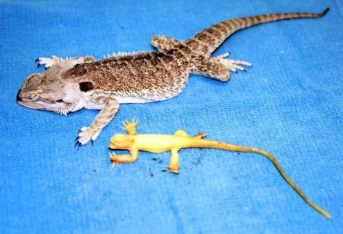 Picture 2 of Real lizards 'lay' out plastic lizards