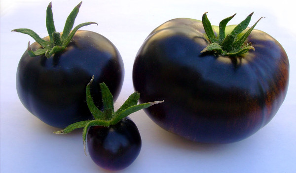 Picture 1 of Real magic 'miraculous use' of black tomatoes