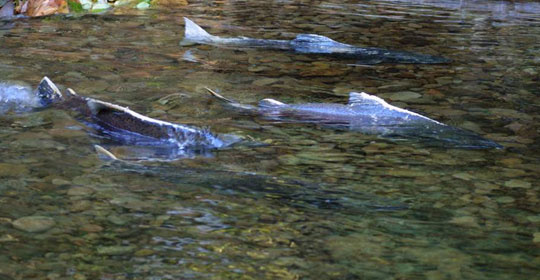 Picture 1 of Reappearing extinct salmon species 70 years ago