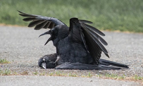 Picture 1 of Reasons for crow mating with the same type