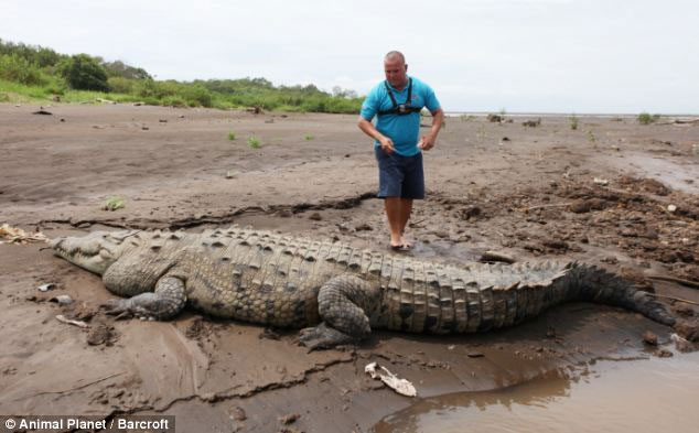 Picture 10 of Reckless close to giant crocodiles for 15 years