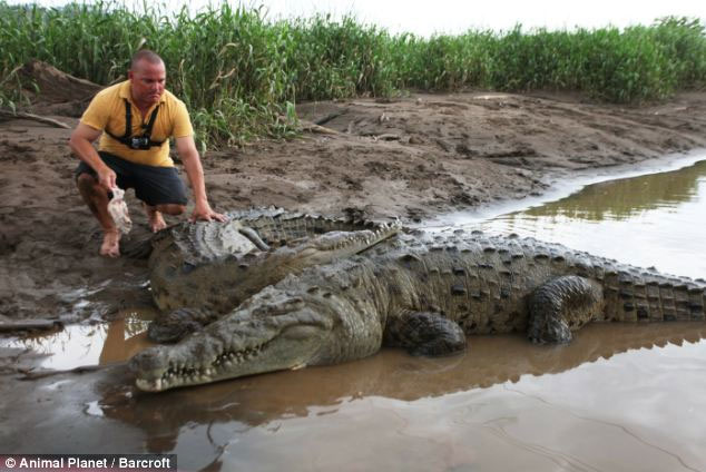 Picture 11 of Reckless close to giant crocodiles for 15 years