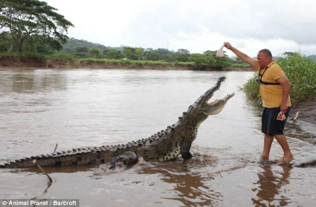 Picture 12 of Reckless close to giant crocodiles for 15 years