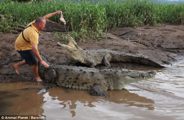Picture 9 of Reckless close to giant crocodiles for 15 years