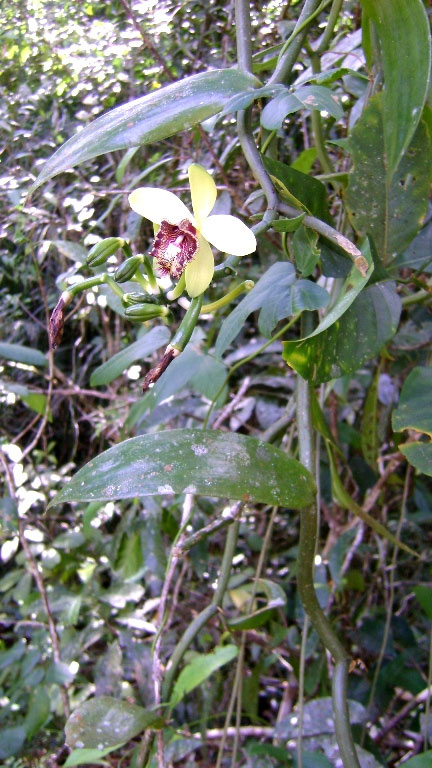Picture 3 of Recognize a new species of Vanilla orchid for Vietnamese flora