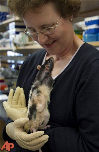 Picture 2 of Reconstructing ears from patient cells