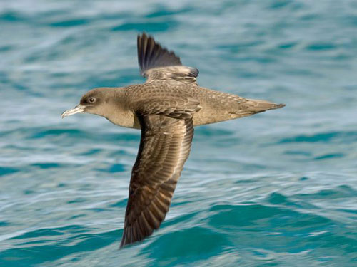 Picture 10 of Record in the animal world