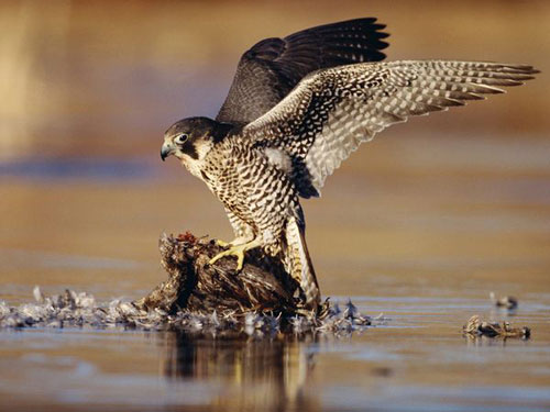 Picture 5 of Record in the animal world