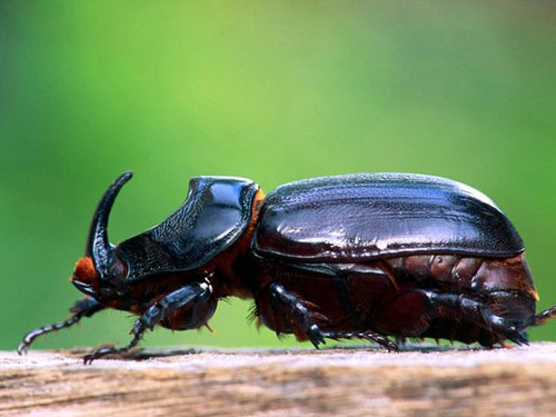 Picture 6 of Record in the animal world