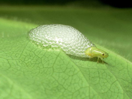 Picture 7 of Record in the animal world