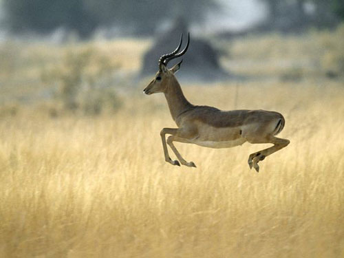 Picture 8 of Record in the animal world
