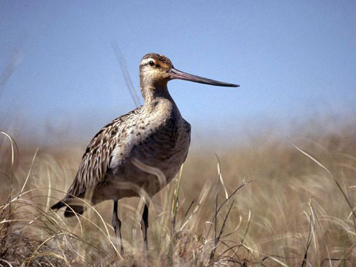 Picture 9 of Record in the animal world
