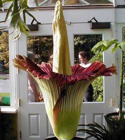 Picture 4 of Record measurements of flowers