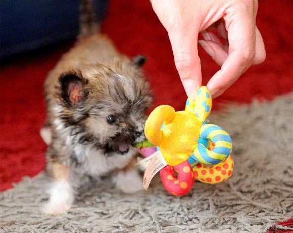 Picture 3 of Record of ... dogs