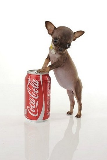 Picture 4 of Record of ... dogs
