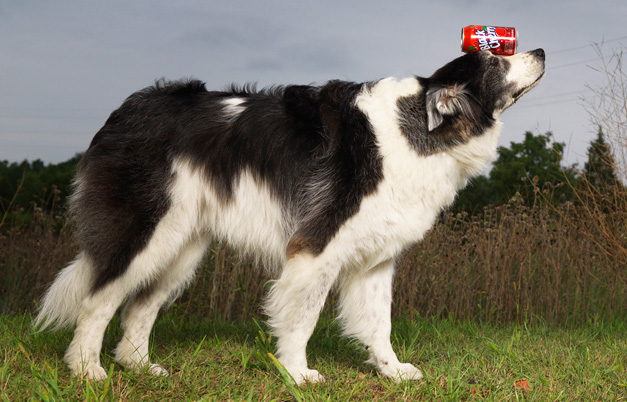 Picture 5 of Record of ... dogs